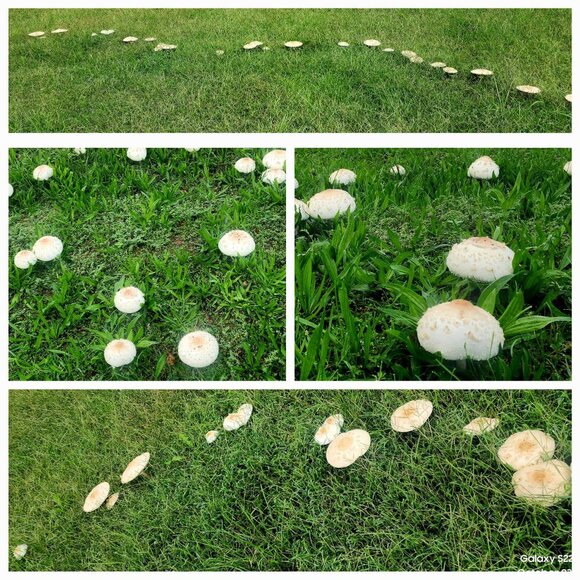 Meet your Poshers' Osh & Nile - Picture 1 of 1